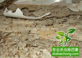 深圳白蚁防治白蚁对农作物、林木及园艺作物的危害