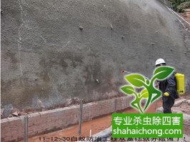 深圳白蚁防治公司独家报道，杀白蚁-灭白蚁的最新方法