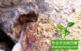 深圳白蚁防治公司白蚁防范措施