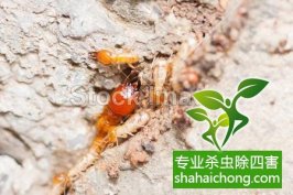 深圳白蚁防治的治白蚁专业技术