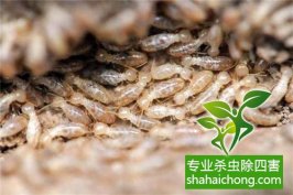 深圳白蚁防治公司 白蚁繁殖季到了 小心白蚁入侵家中
