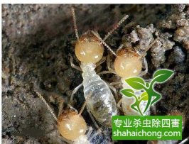 深圳白蚁防治的成效