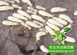 深圳白蚁防治白蚁对我国农作物还不是重要的害虫