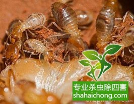 深圳白蚁防治公司：【白蚁的损害】
