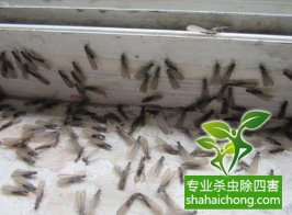 深圳白蚁防治公司 闲置房全封闭后怎么还有白蚁入侵？