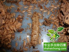 深圳白蚁防治公司 发现房屋是否有白蚁危害的方法