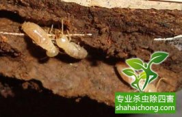 深圳白蚁防治公司解说白蚁危害对高层建筑的影响