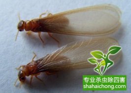 深圳白蚁防治：预防白蚁后，残留的药水会对人有毒吗？