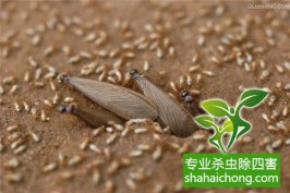 深圳白蚁防治：在消化纤维素的过程中，白蚁和多鞭毛虫互相合作