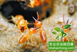 深圳白蚁防治公司：白蚁吃什么，白蚁的食物