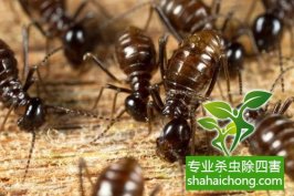 深圳白蚁防治公司介绍白蚁的行为