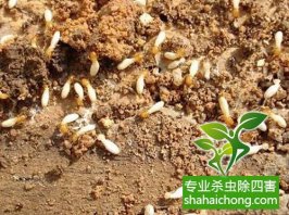 深圳白蚁防治：专家对房屋木构件及木家具的灭蚁方法