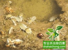深圳白蚁防治公司的新增业务内容：熏蒸服务