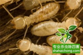 深圳白蚁防治的服务流程