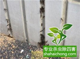 深圳白蚁防治公司介绍灭白蚁方法