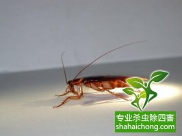 深圳灭蟑螂公司介绍蟑螂跑得快的原因-怎么样灭除蟑螂的方法