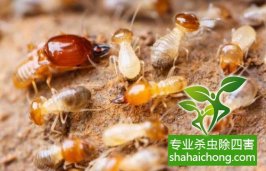 深圳白蚁防治公司介绍白蚁预防流程