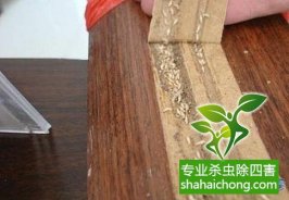 深圳白蚁防治的特点以及防治方法