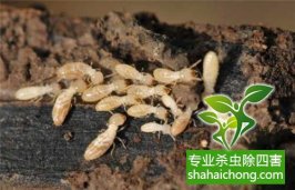 深圳白蚁防治公司发现白蚁怎么灭