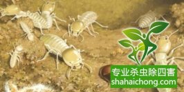 深圳白蚁防治：最易被住户直观的症状是白蚁的繁殖分群季节
