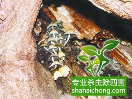 深圳白蚁防治公司对白蚁的综合治理之监测