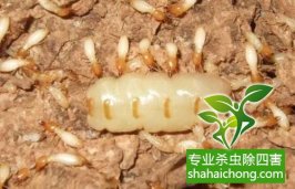 深圳白蚁防治：主要生活在木材或树干、树根内