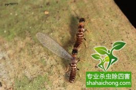 深圳白蚁防治告诉您白蚁和蚂蚁有什么区别