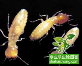 深圳白蚁防治公司对白蚁有着科学认识