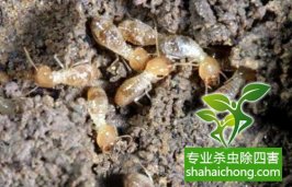 深圳白蚁防治白蚁入冬进巢前要补充大量能量，会疯狂啃食木质
