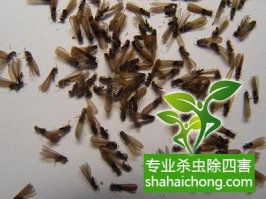 深圳白蚁防治公司,建筑白蚁应该如何预防？