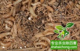 深圳白蚁防治白蚁产品未来开发利用分析
