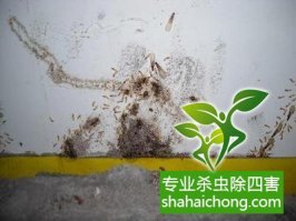 深圳白蚁防治大坝白蚁防治