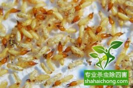 深圳白蚁防治：只要有木材和纤维之类材料的地方