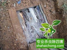 深圳白蚁防治公司教您认识白蚁