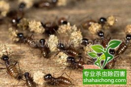 深圳白蚁防治白蚁对木质用品的肆意侵袭，成了装修后业主们的一块心病