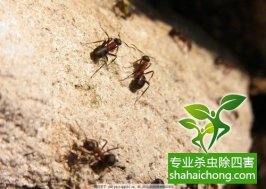 深圳白蚁防治：在操作过程中，蚁路破坏太严重