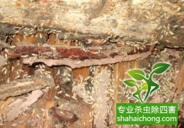 深圳白蚁防治公司：百年老屋塌了檐疑因白蚁侵袭所致
