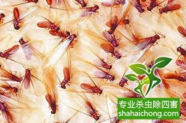 深圳白蚁防治公司告诉你发现白蚁怎么办