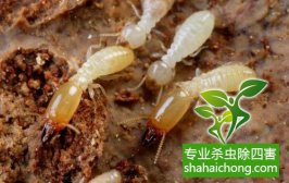 深圳白蚁防治告诉你白蚁所带来的危害