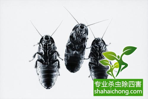 杀蟑螂公司怎么样灭蟑螂