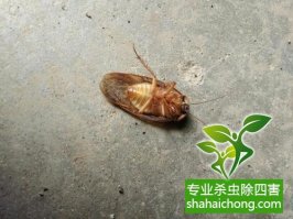 深圳灭蟑螂公司介绍商超蟑螂多的原因-怎么样灭除蟑螂的方法