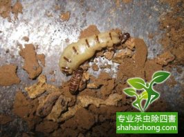 深圳白蚁防治公司 白蚁飞光了，是不是就不要防治了？