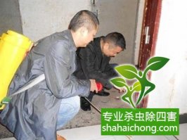 深圳白蚁防治方法