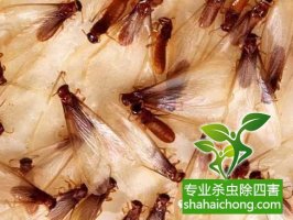 深圳白蚁防治公司白蚁的纷飞繁殖季节，怎么防治