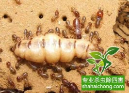 深圳白蚁防治公司的杀虫业务范围
