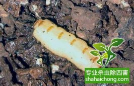 深圳白蚁防治公司 房屋白蚁防治 装修杀白蚁  罗湖深圳专业灭白蚁服务