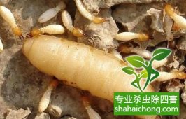 深圳白蚁防治公司：实木家具预防白蚁