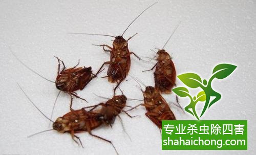 如何消灭蟑螂,怎么样灭除蟑螂