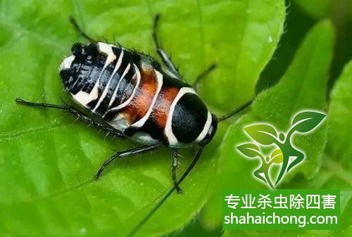 如何消灭蟑螂,怎么样灭除蟑螂