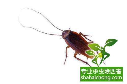 如何消灭蟑螂,怎么样灭除蟑螂